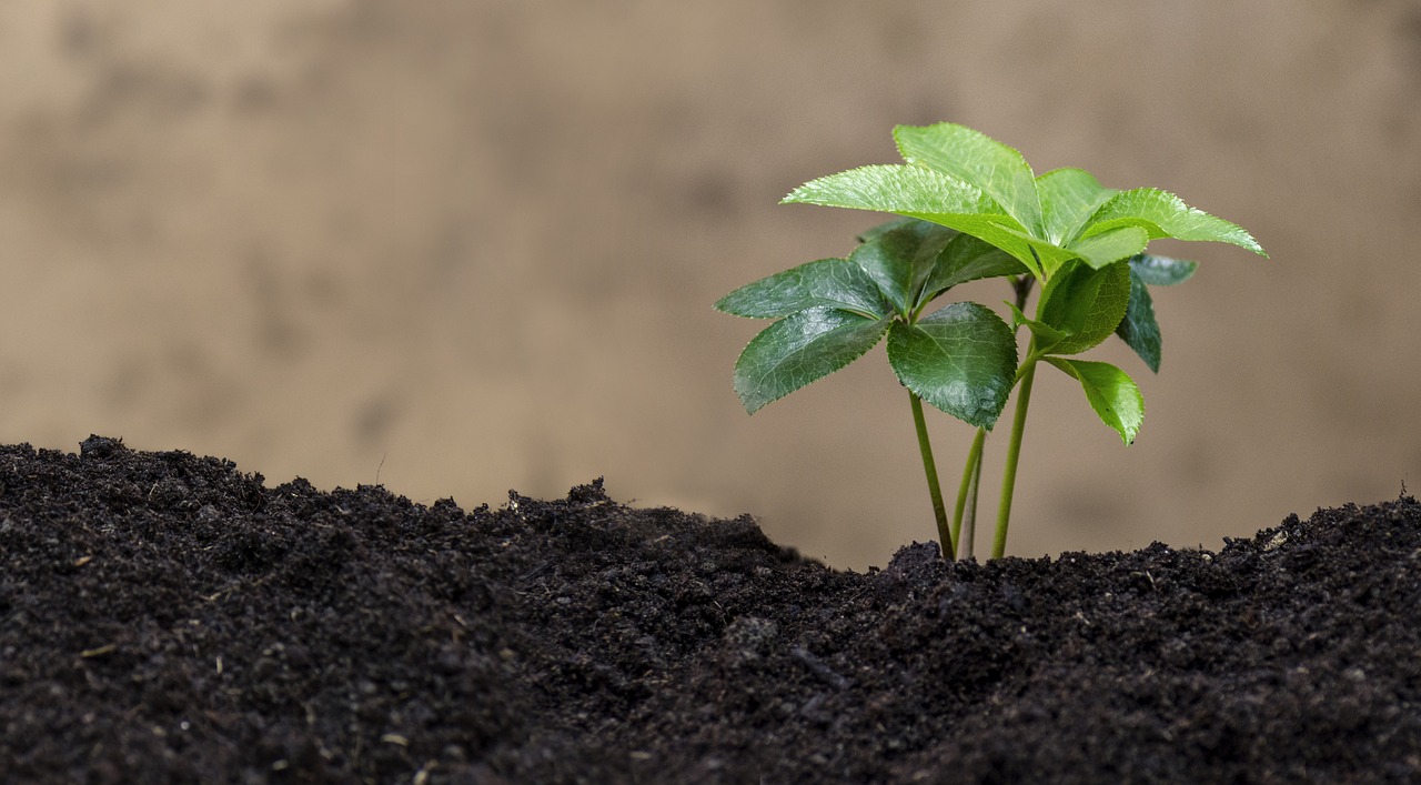 Top 5 Techniques for Eco-Friendly Weed Control